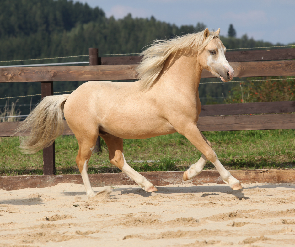 Horse Coat Colors - Saskatchewan Horse Federation